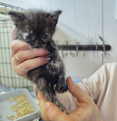 На обочине в Иванове найдена плотно заклеенная скотчем коробка с котятами